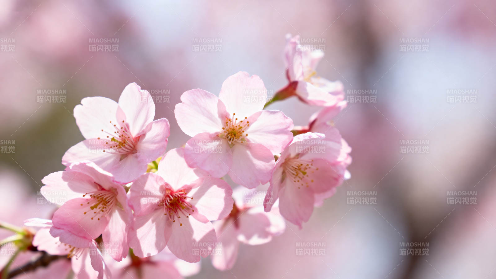 粉色樱花绽放春日枝头图片