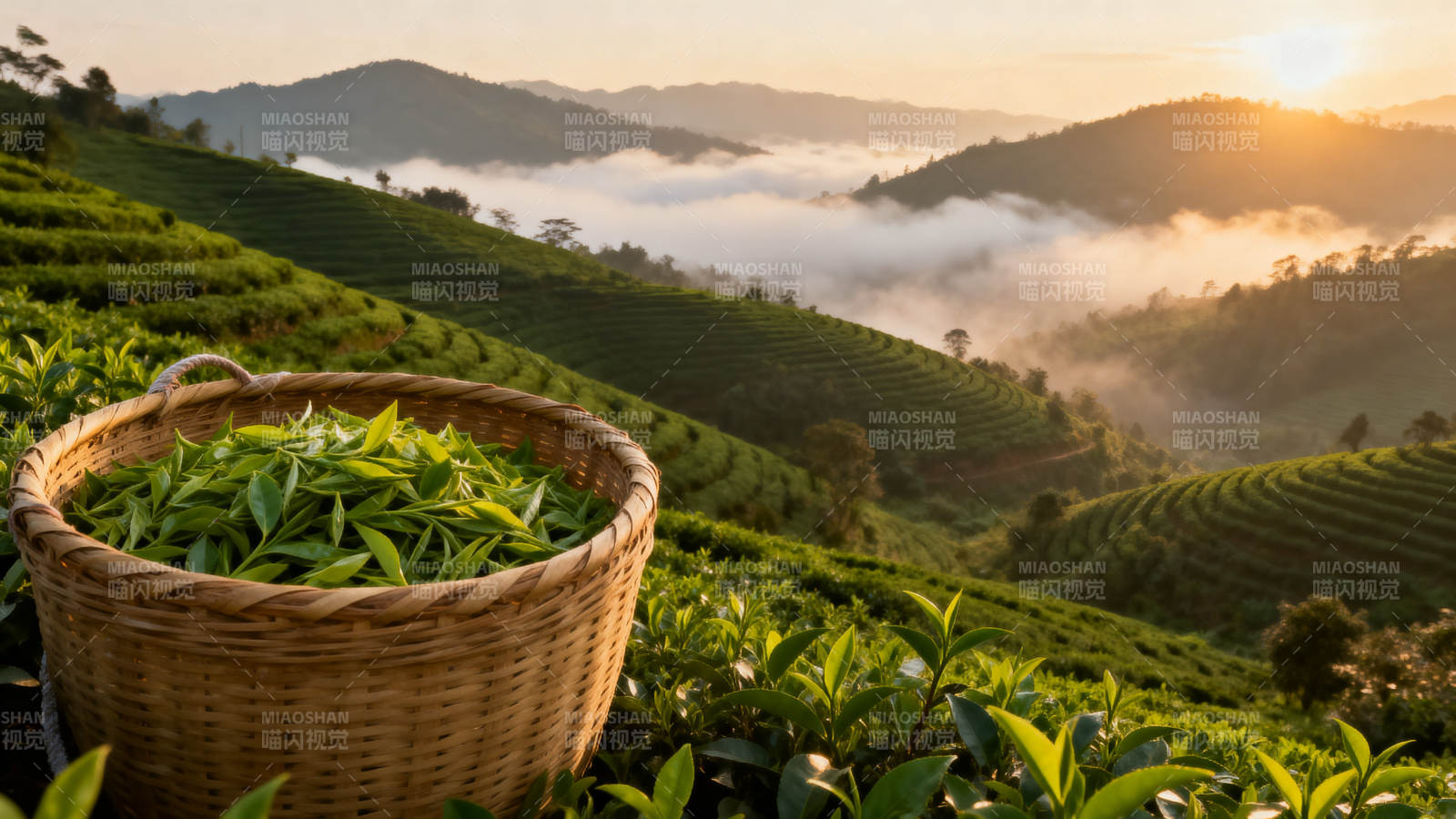 茶园日出云海茶香图片
