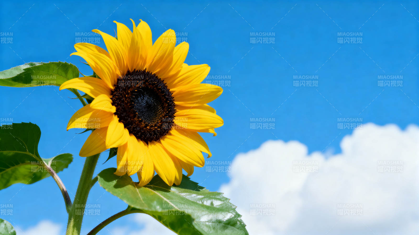 向日葵蓝天白云图片