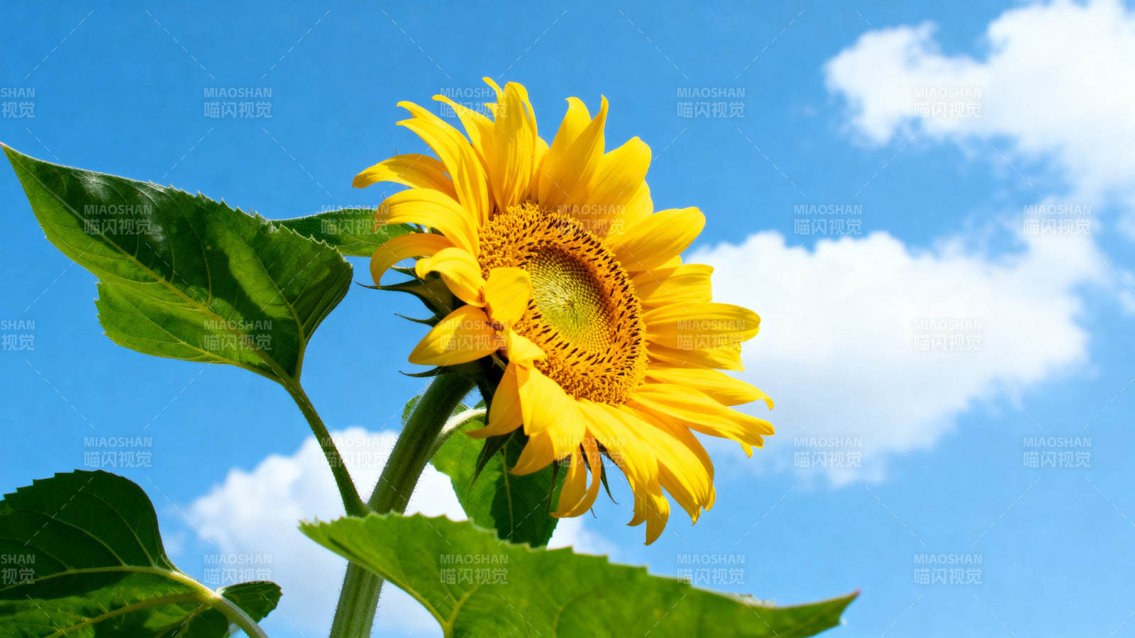 向日葵盛开蓝天背景图片