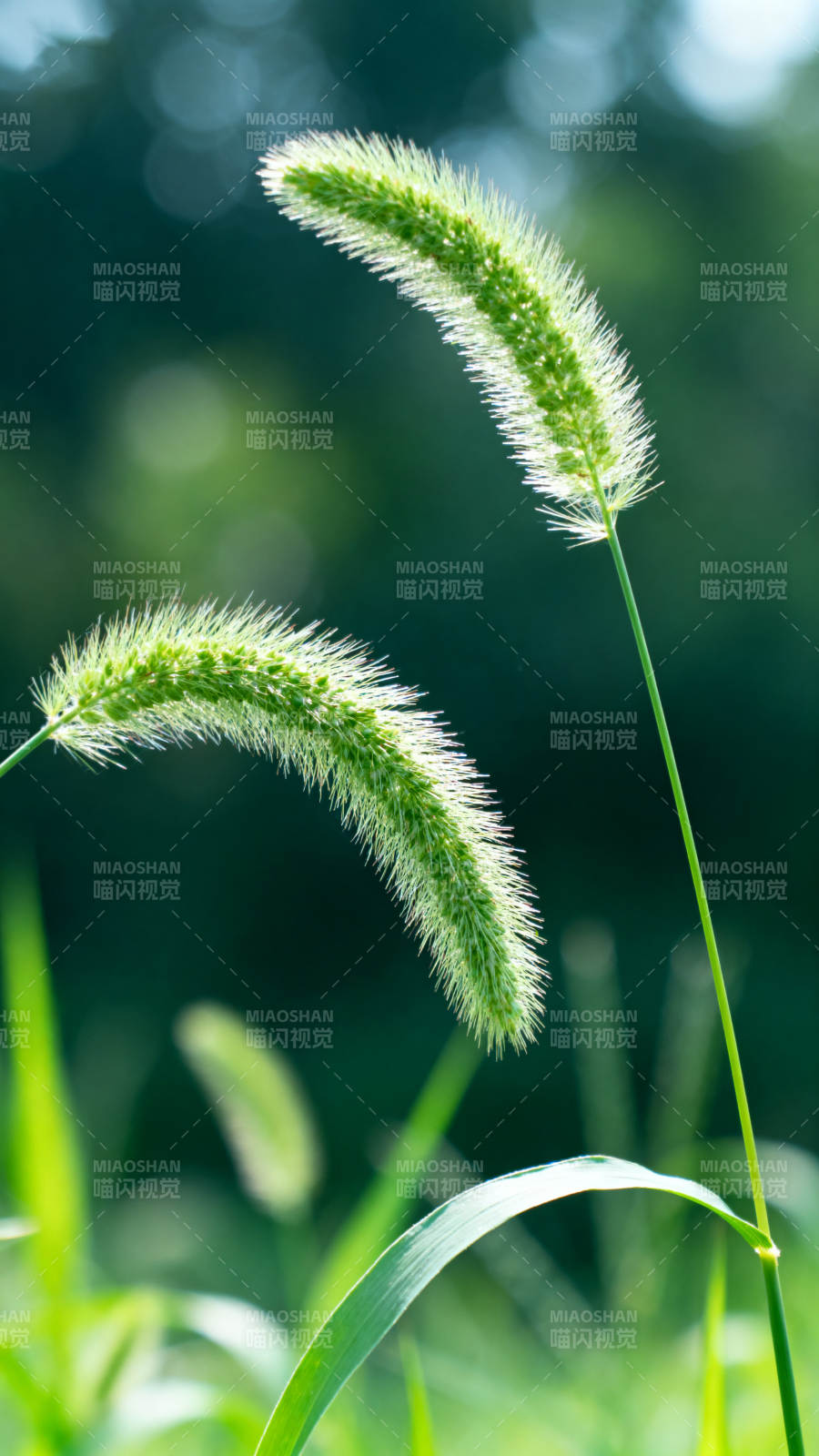 狗尾巴草的夏日特写图片