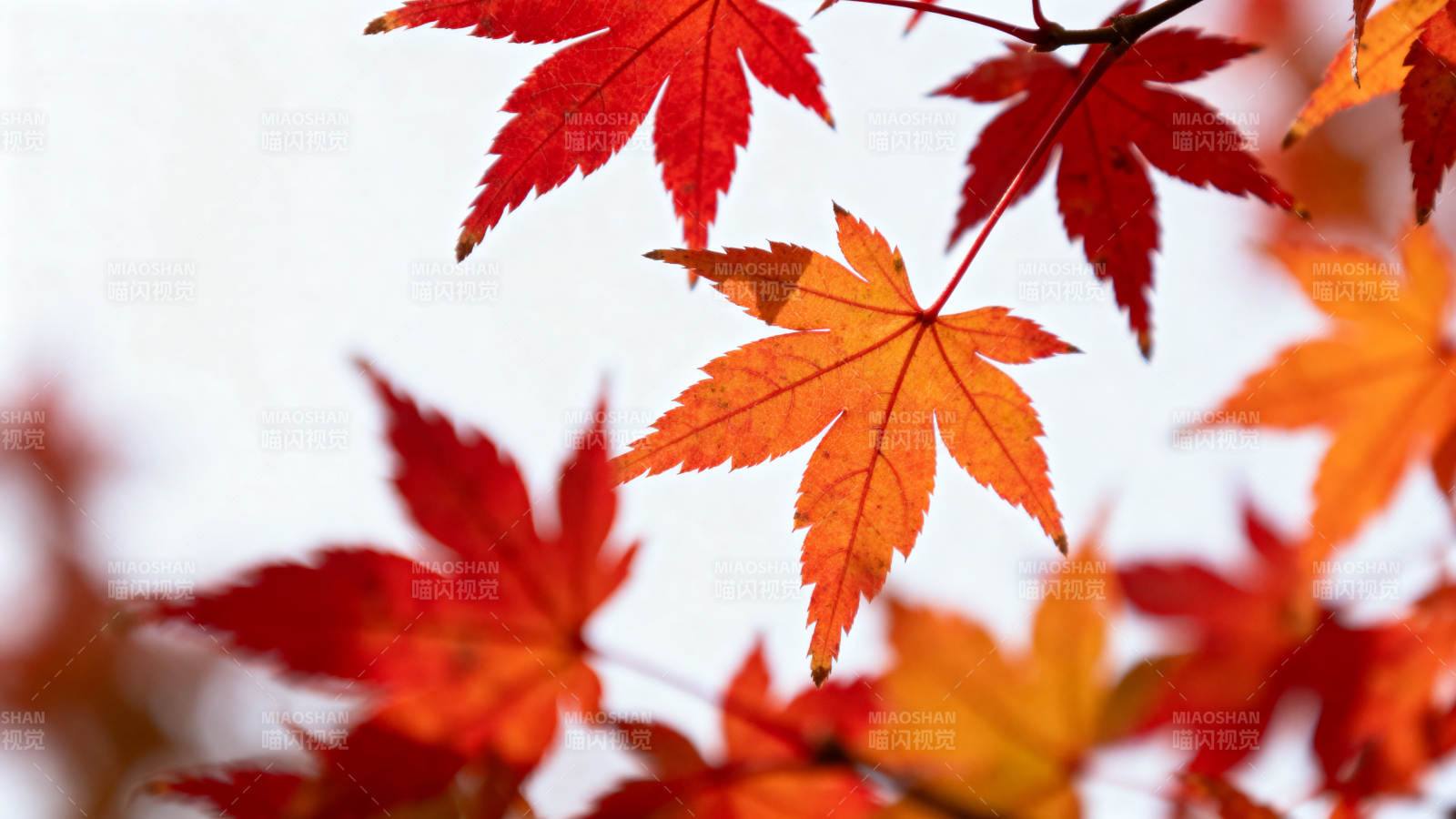 秋日红枫叶特写图片