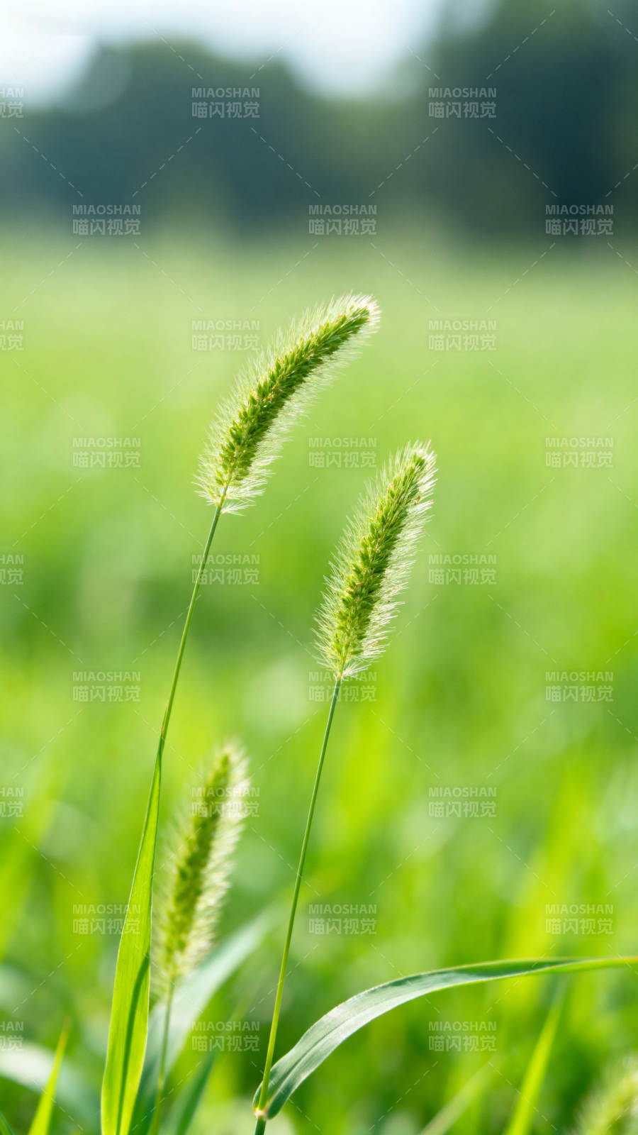 狗尾巴草绿色田野特写图片