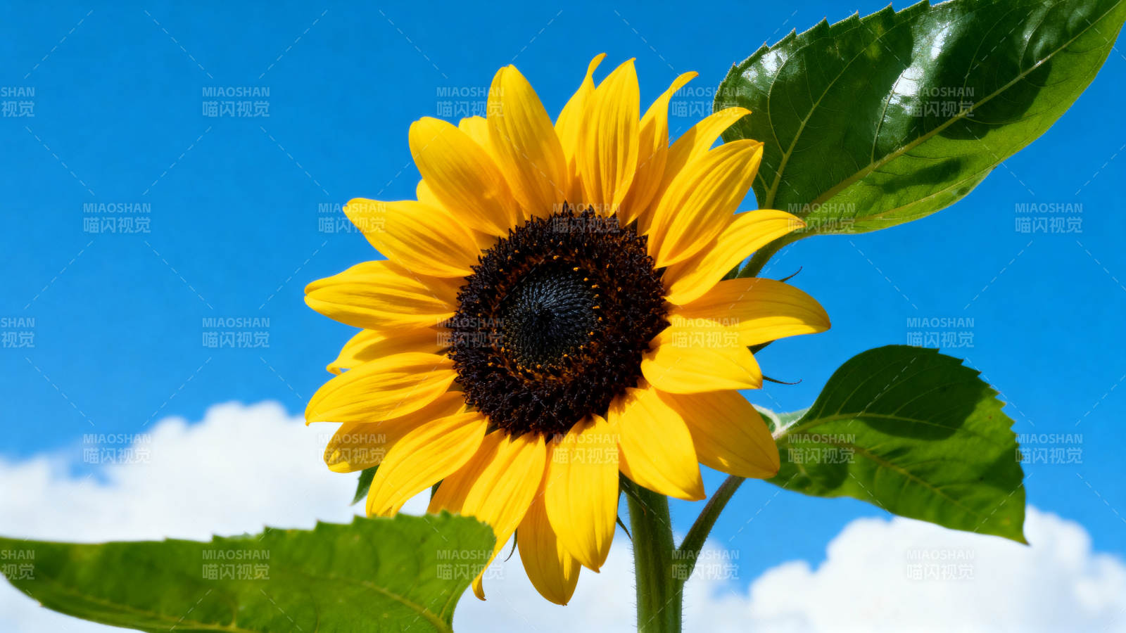 向日葵盛开蓝天背景图片
