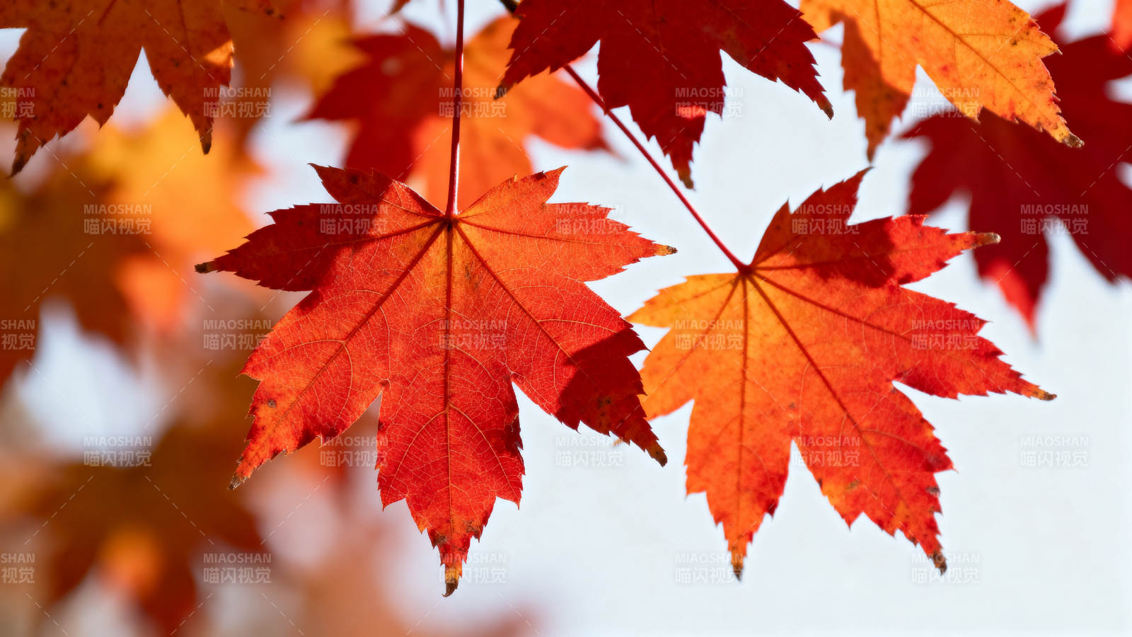 秋日红枫叶特写图片