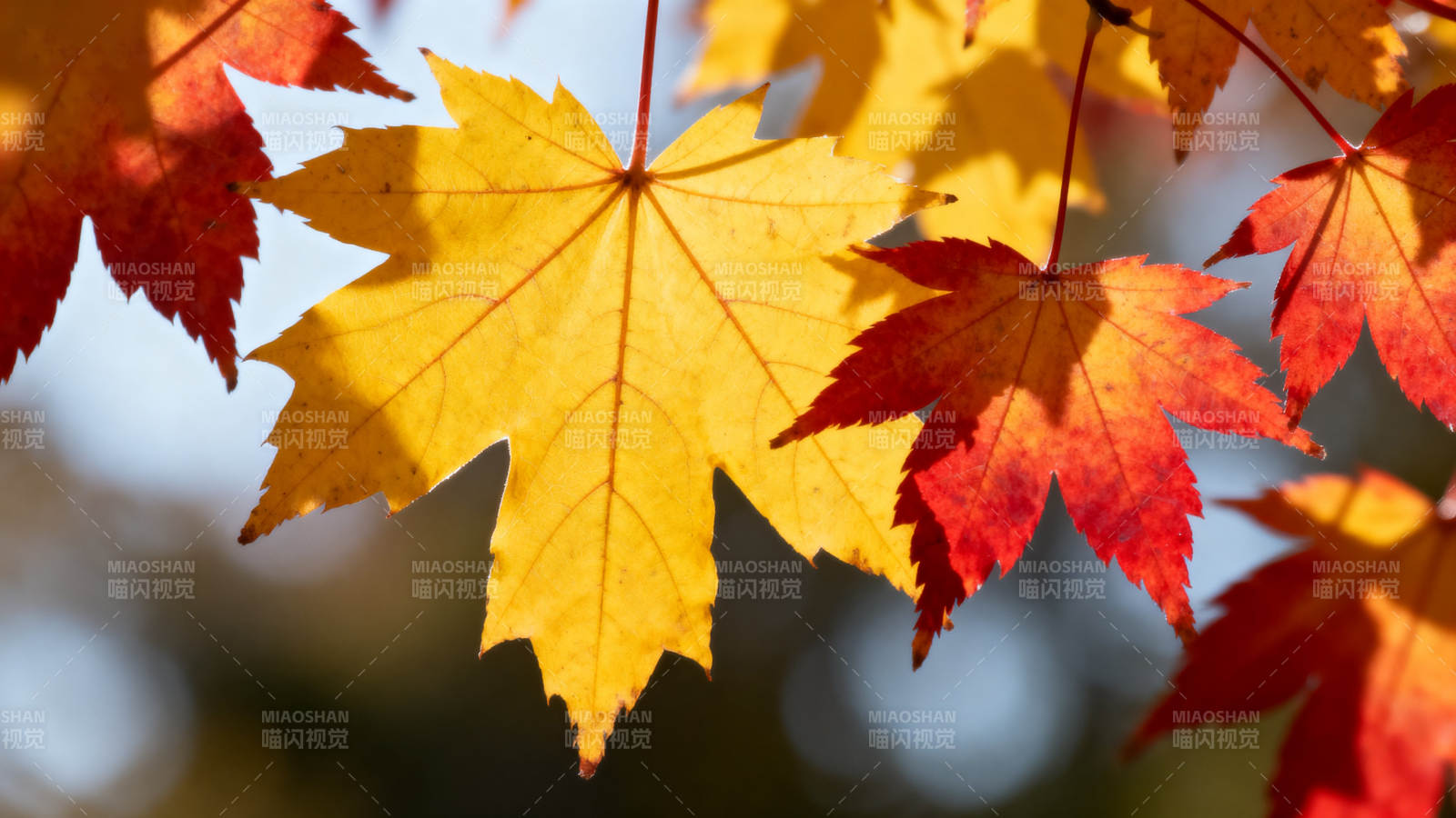 秋日枫叶色彩斑斓图片