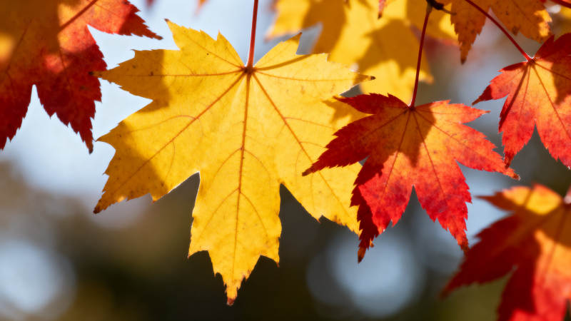 秋日枫叶色彩斑斓图片