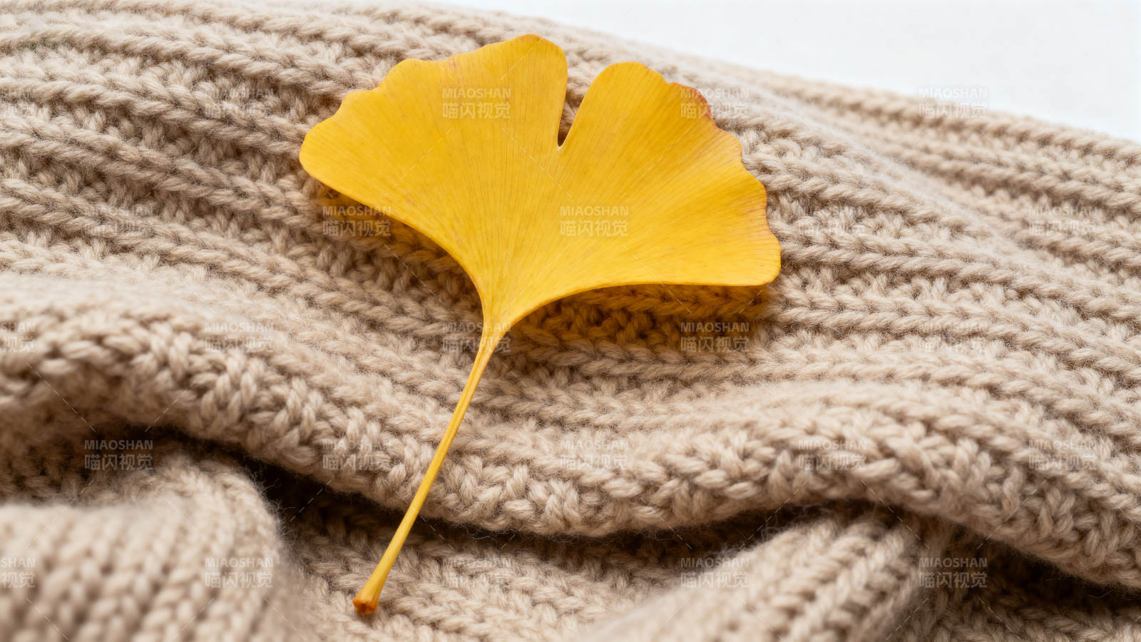银杏叶与针织毛衣图片