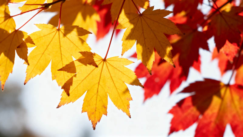 秋日枫叶色彩斑斓图片