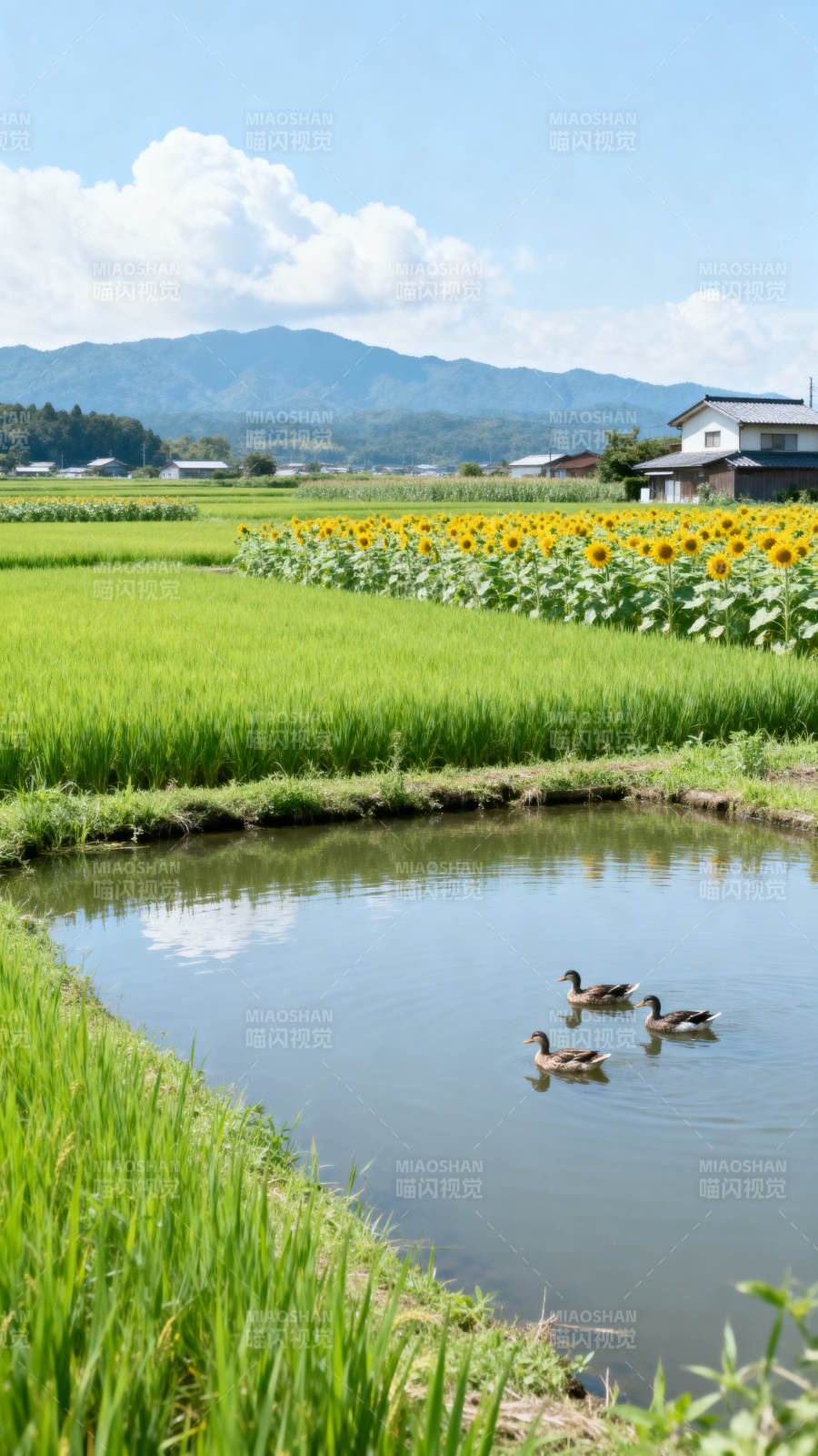 田园风光稻田与向日葵图片