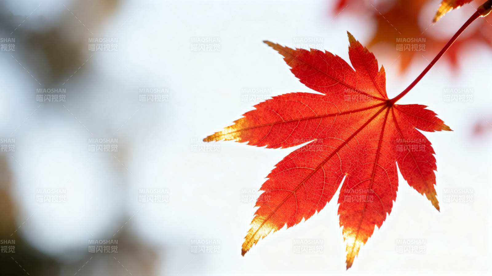 秋日红枫叶特写图片