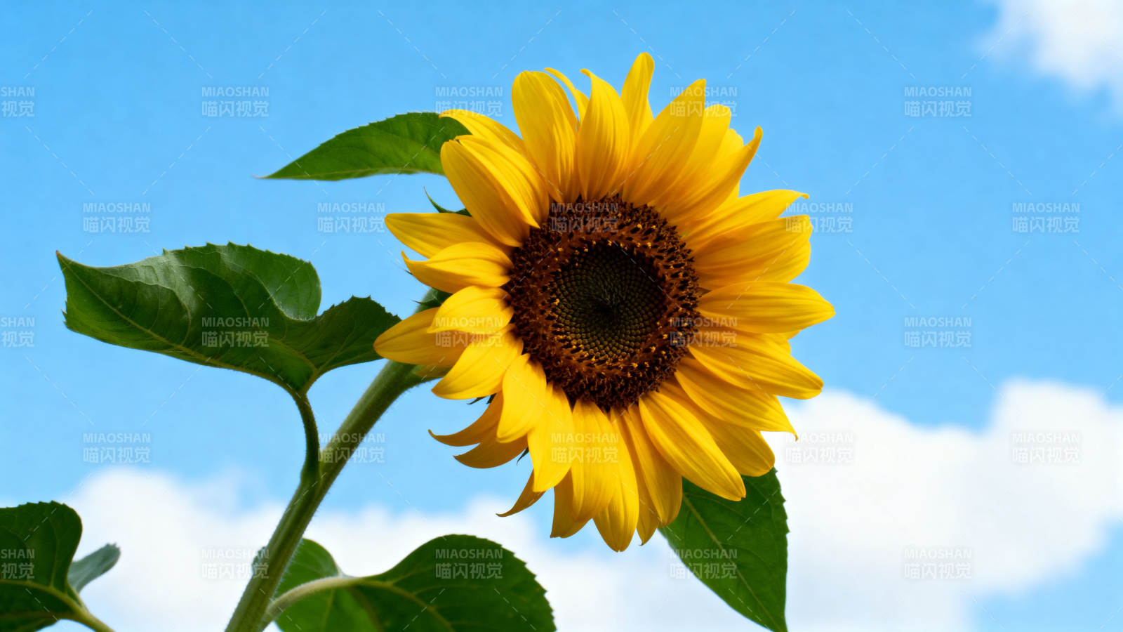 蓝天下的向日葵图片