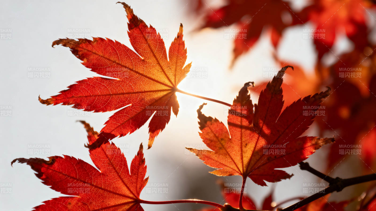 秋日红叶阳光透射图片