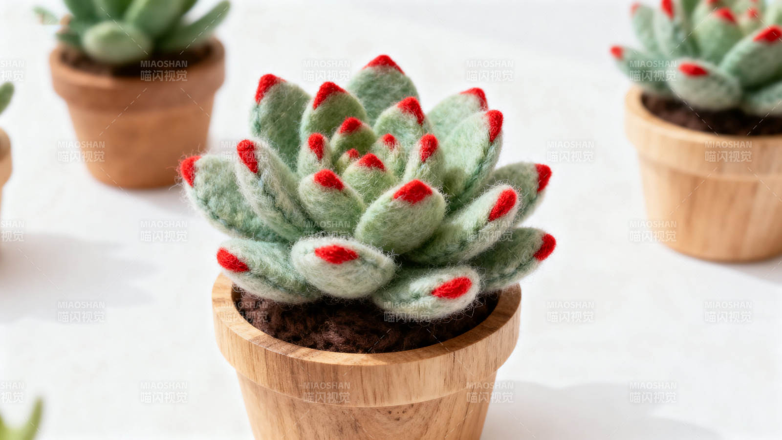 羊毛毡多肉植物盆栽图片