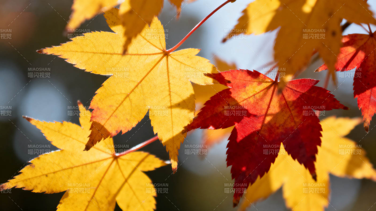 秋日枫叶色彩斑斓图片