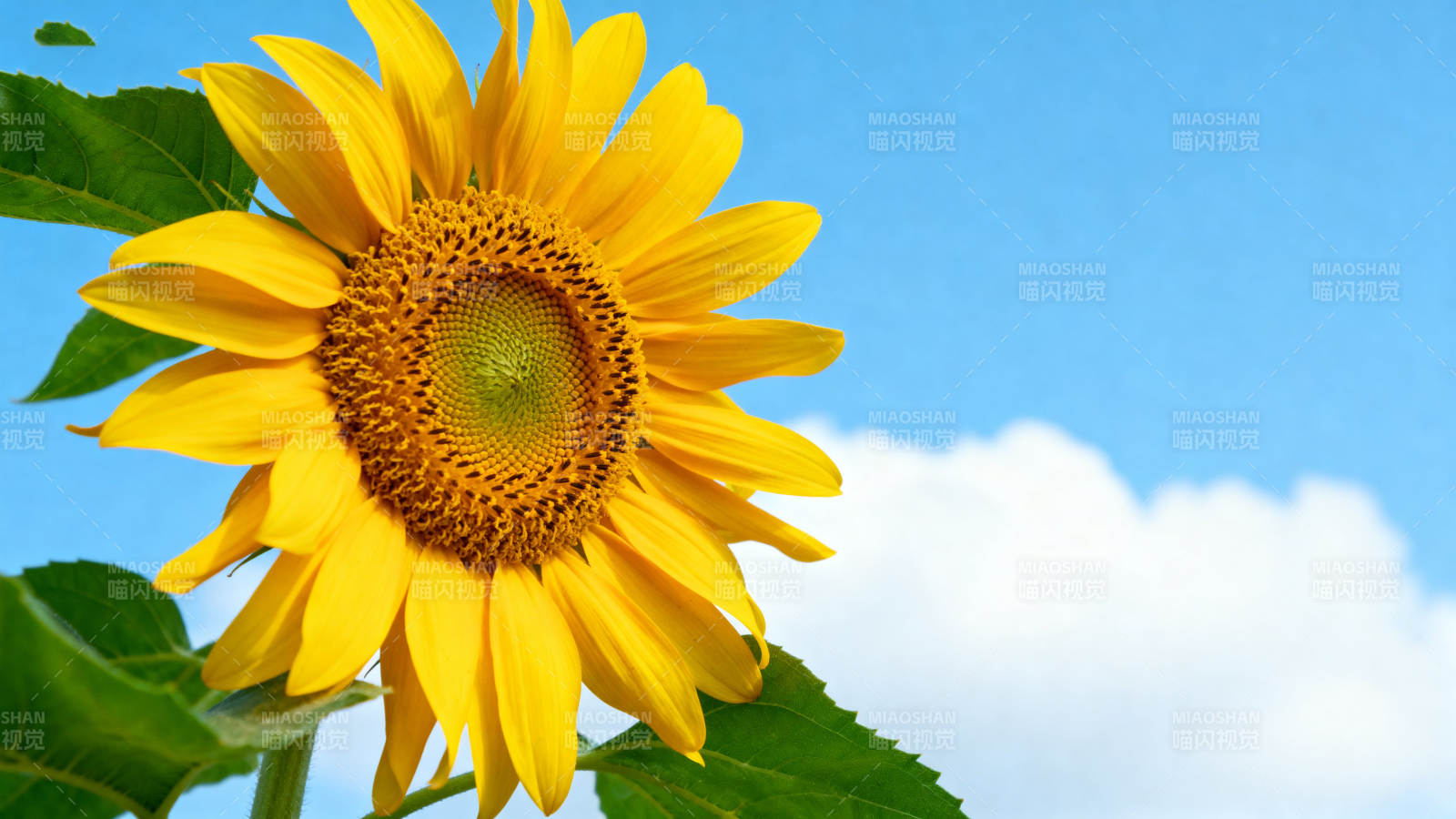 向日葵盛开蓝天白云图片