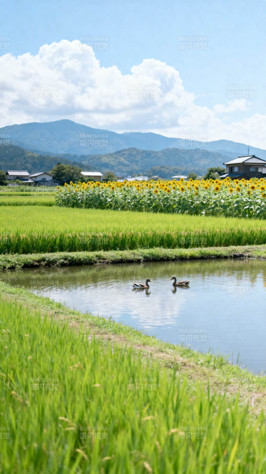田园风光与向日葵田图片
