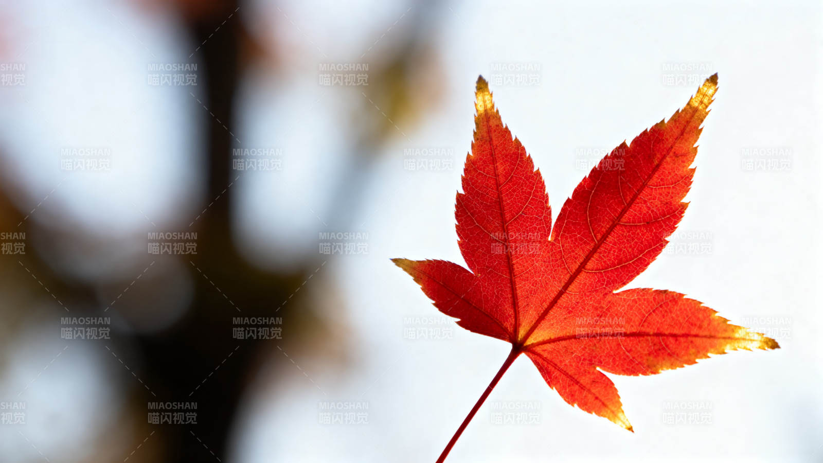 秋日红枫叶特写图片