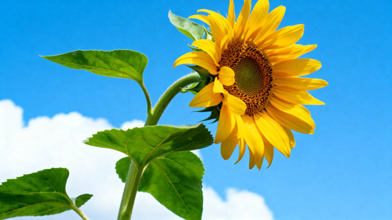 向日葵在蓝天白云下绽放图片