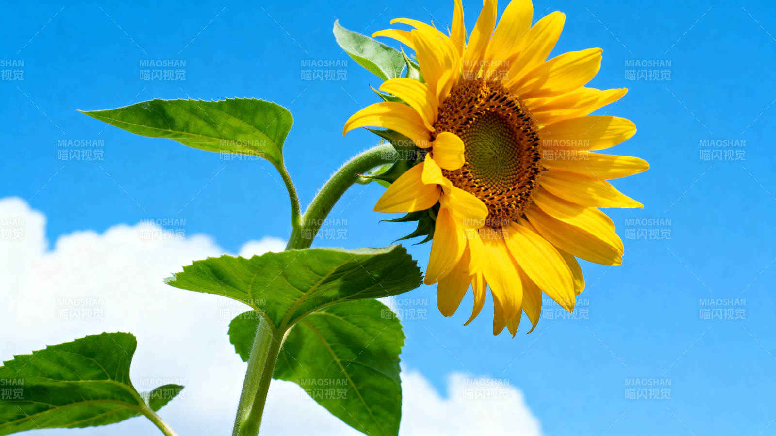 向日葵在蓝天白云下绽放图片