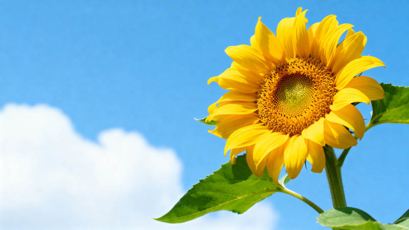 蓝天下的向日葵图片