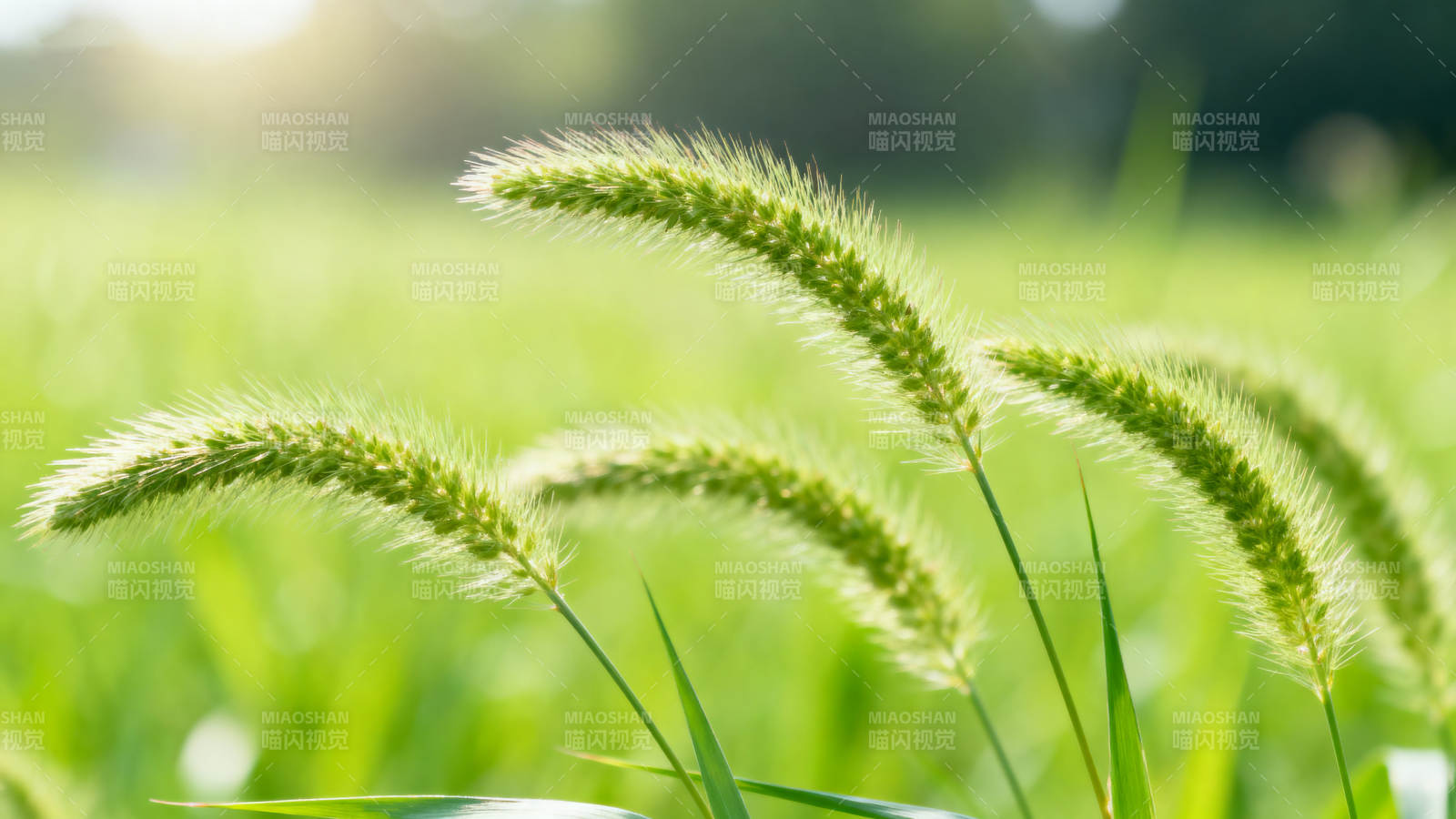绿草穗在阳光下摇曳图片