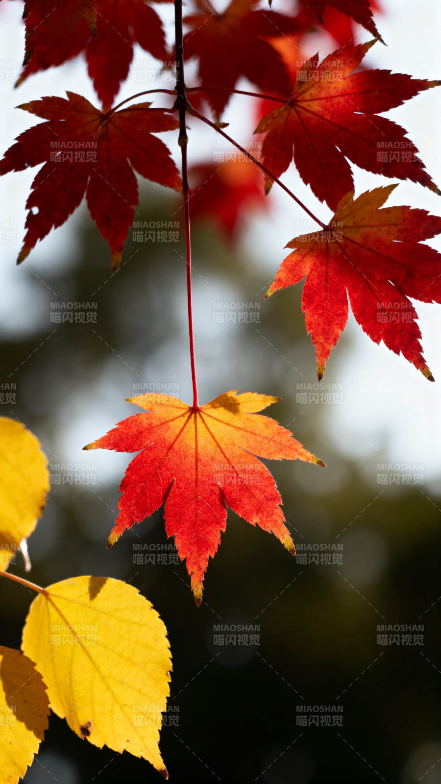 秋日红叶与黄叶图片