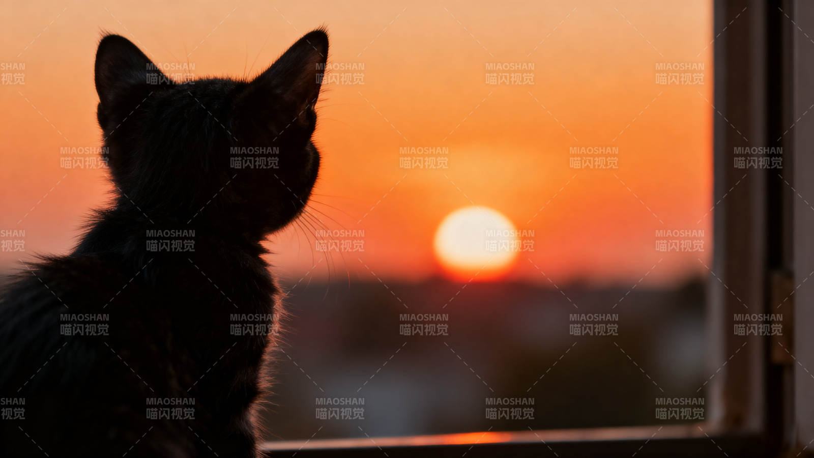 小猫窗边看日落图片