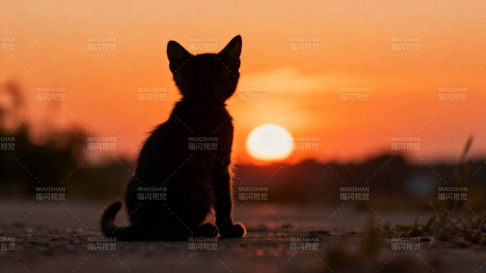 小猫背影与日落图片