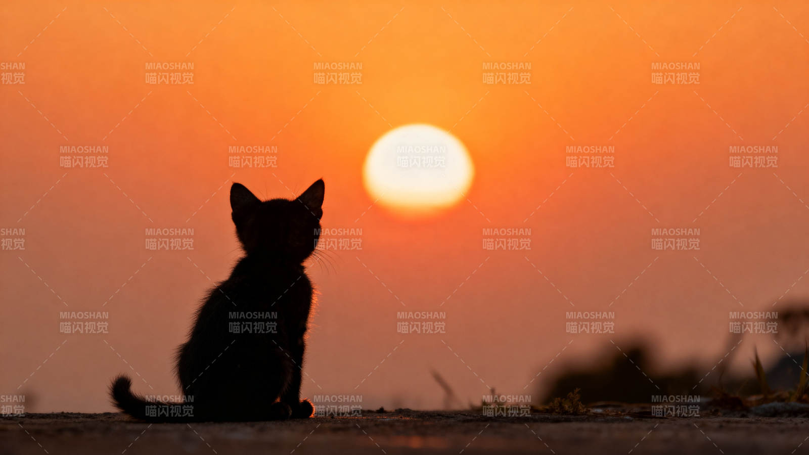小猫剪影看日落图片