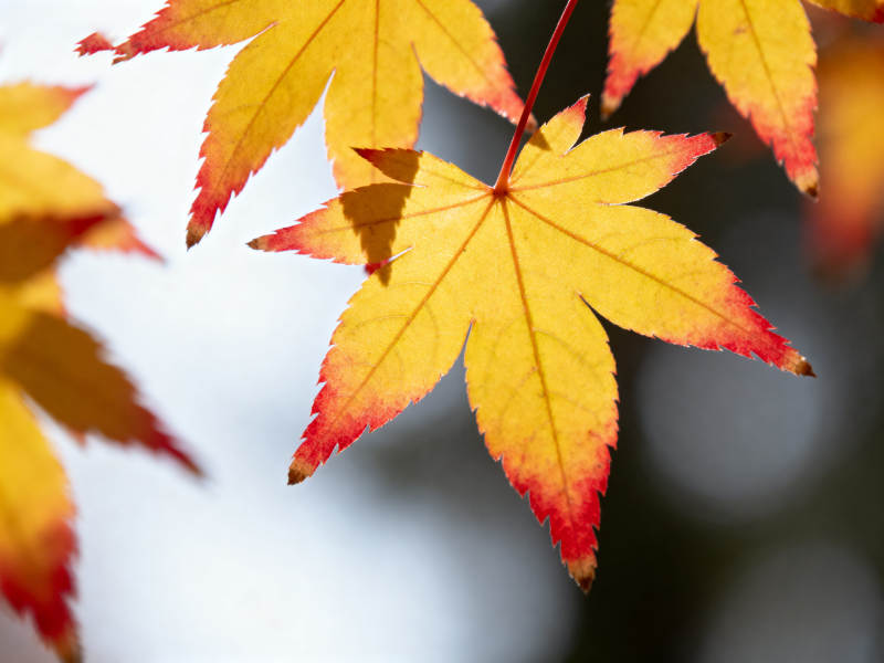 秋日枫叶特写图片