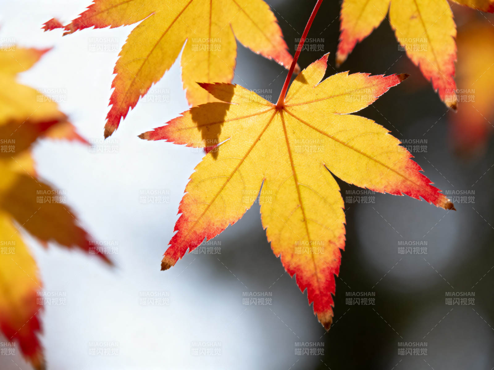 秋日枫叶特写图片
