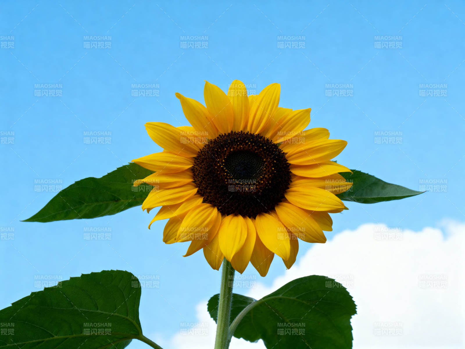 蓝天下的向日葵图片