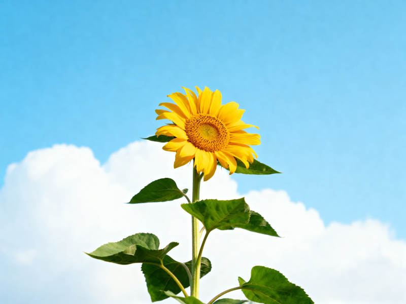 蓝天白云下的向日葵图片