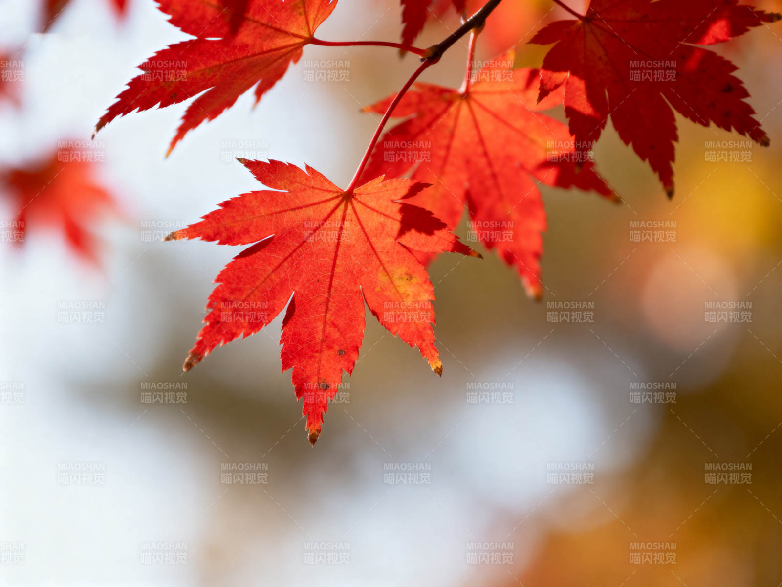 秋日红枫叶特写图片