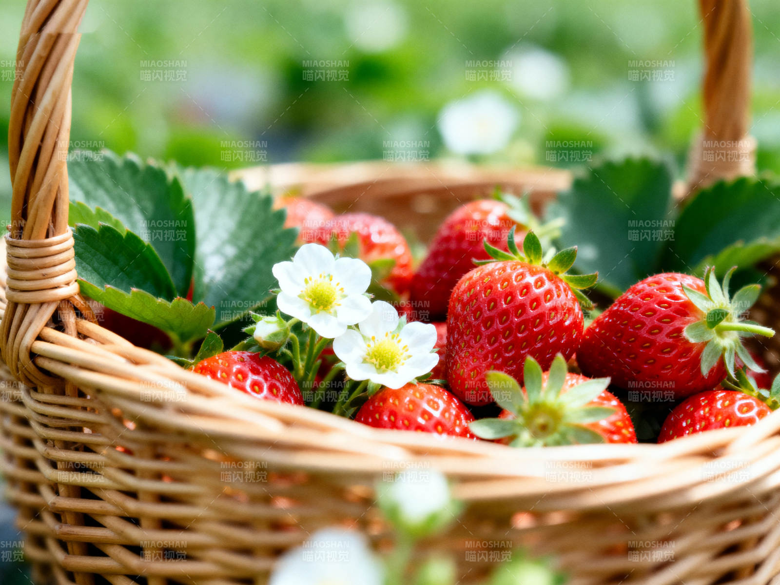 新鲜草莓装满篮子图片