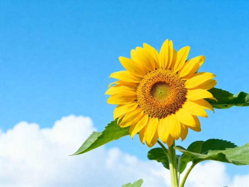 蓝天下的向日葵图片