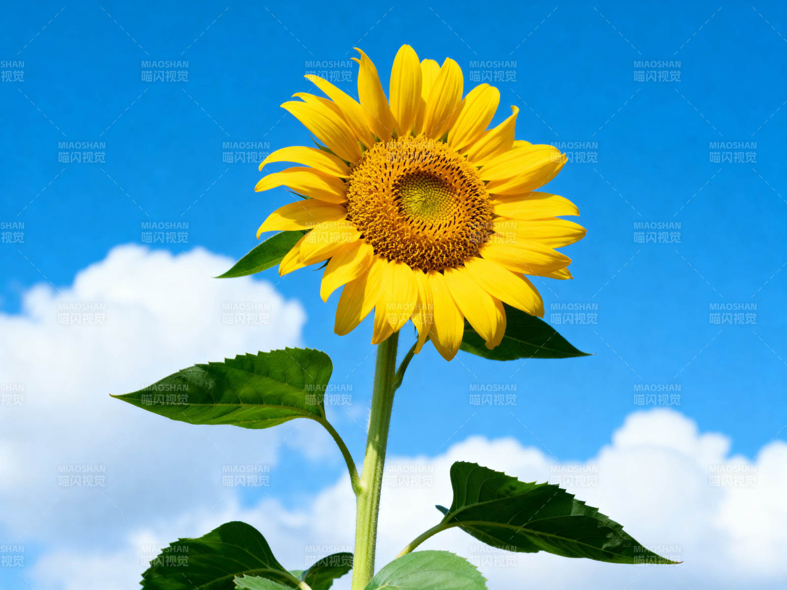 蓝天下的向日葵图片