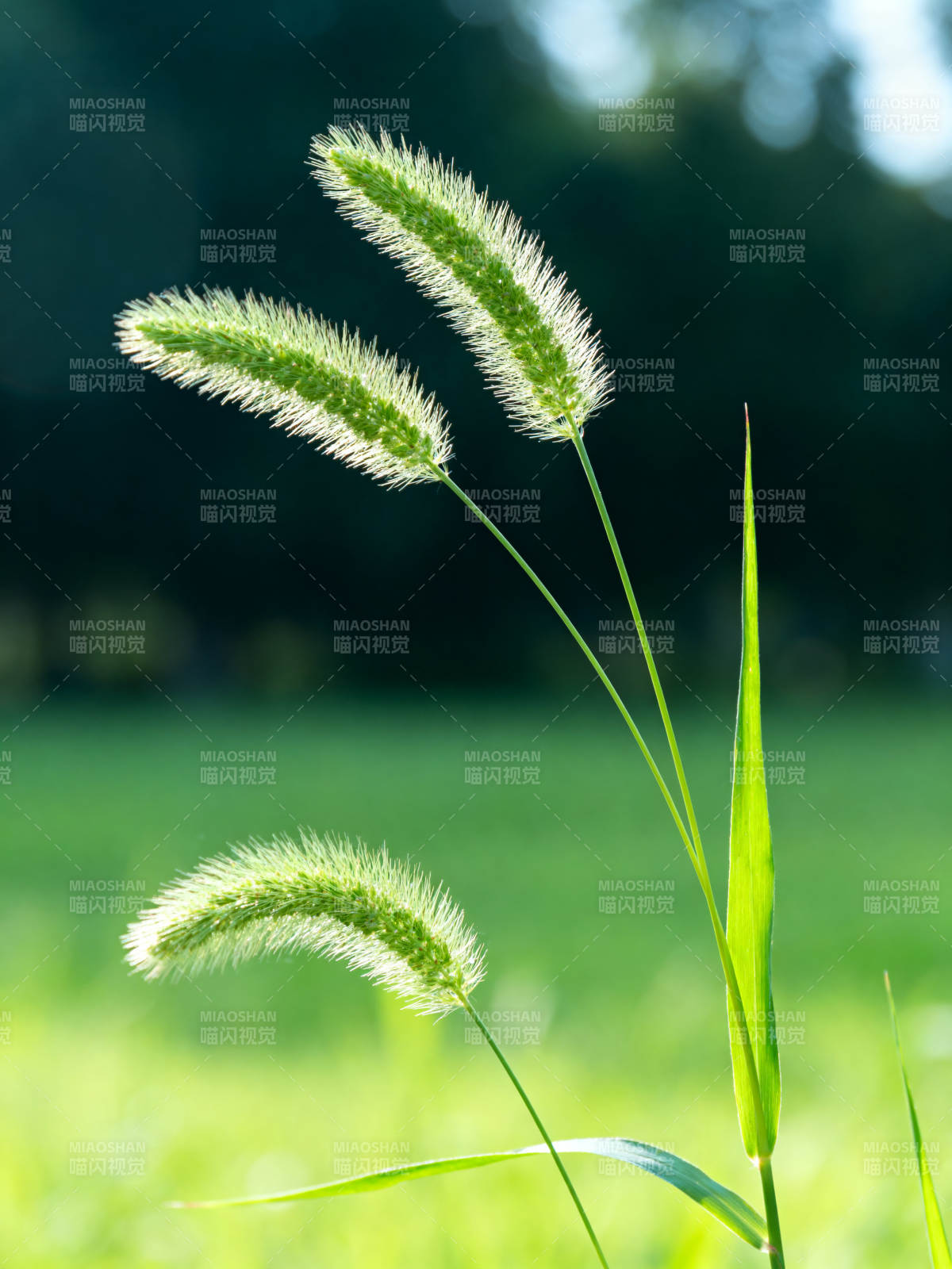 狗尾巴草特写自然风光图片