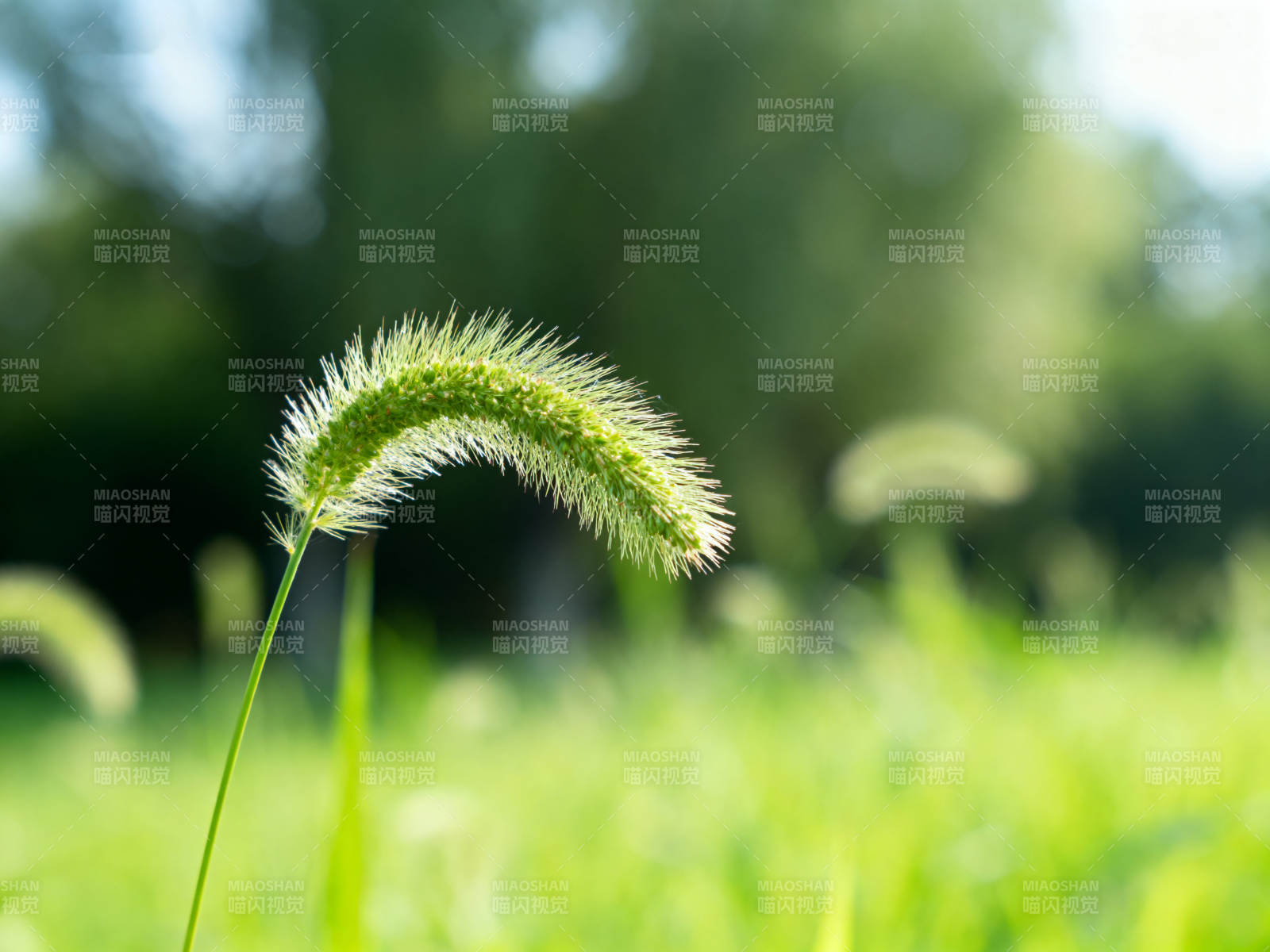 狗尾巴草特写自然风光图片