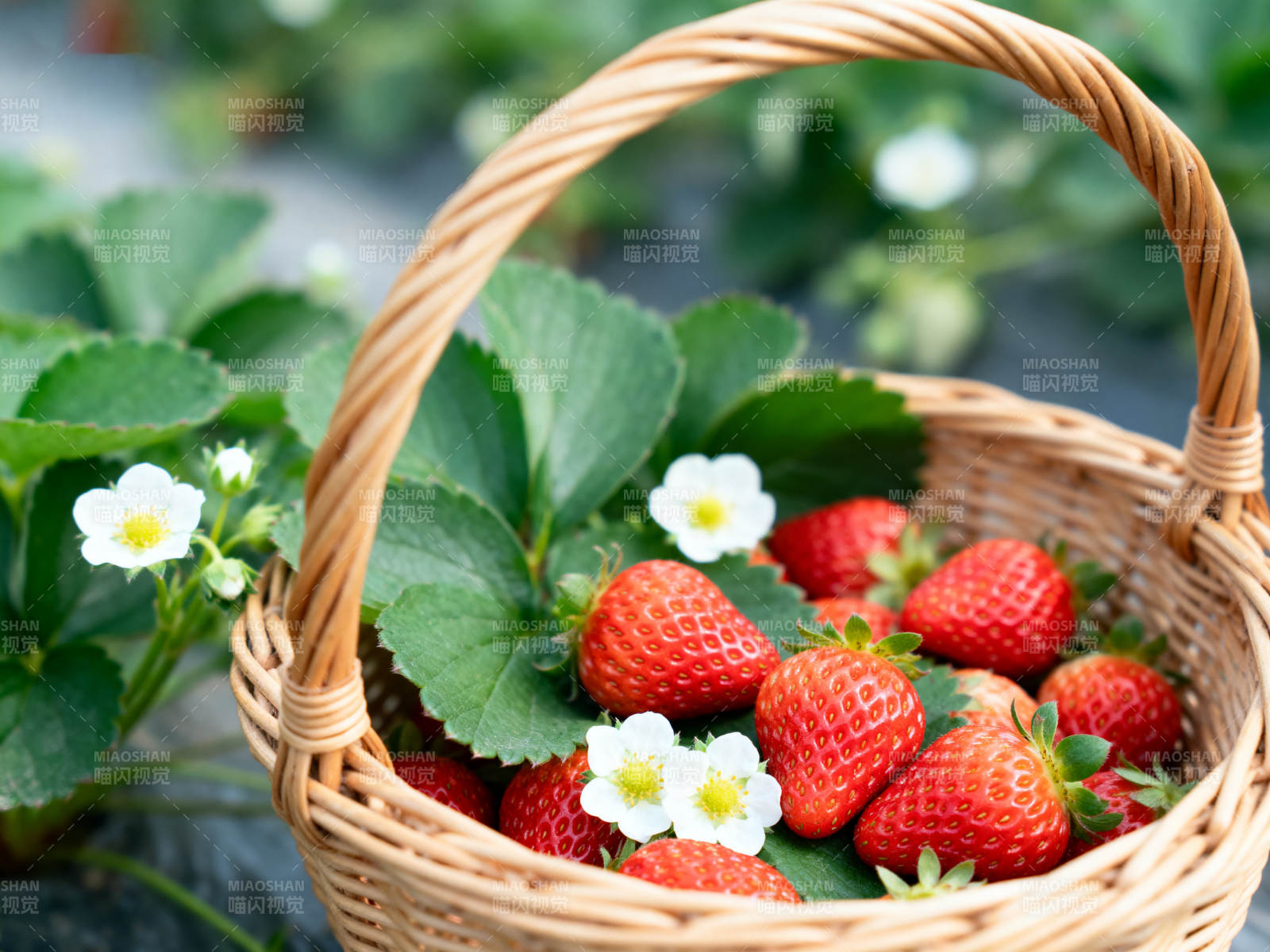 新鲜草莓篮子田园风光图片