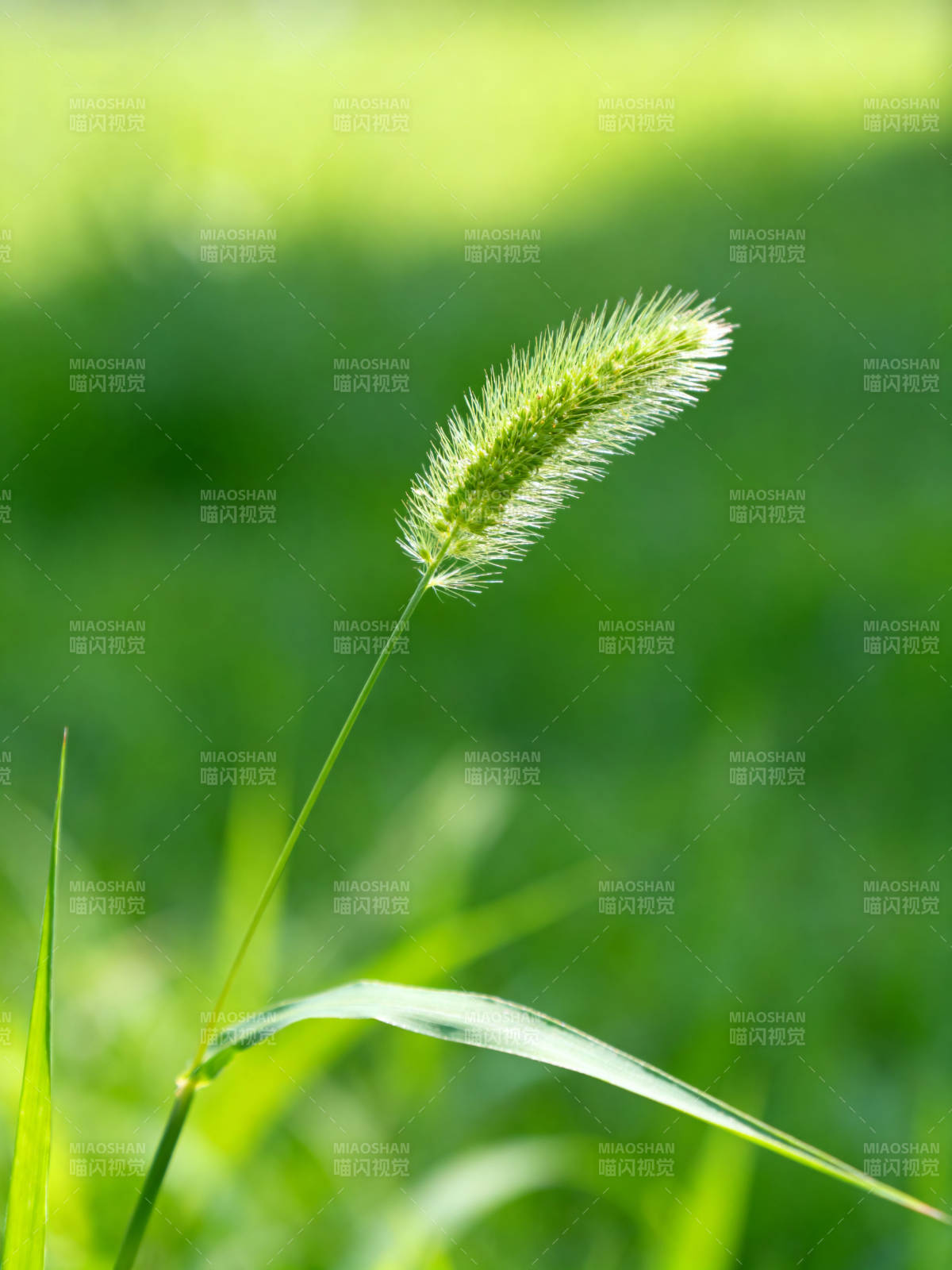 狗尾巴草特写绿色背景图片