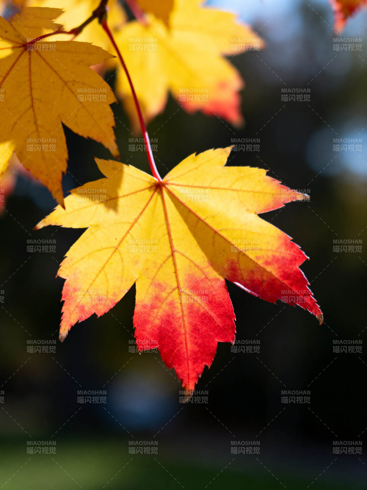 秋日枫叶色彩渐变图片