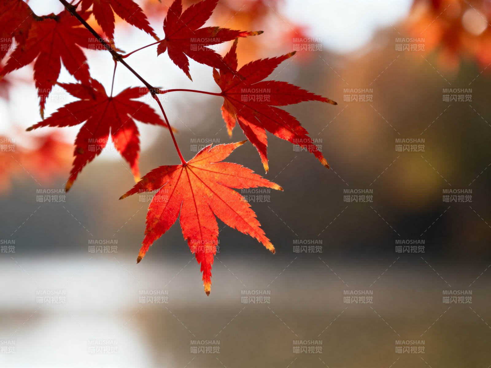 秋日红叶湖畔美景图片