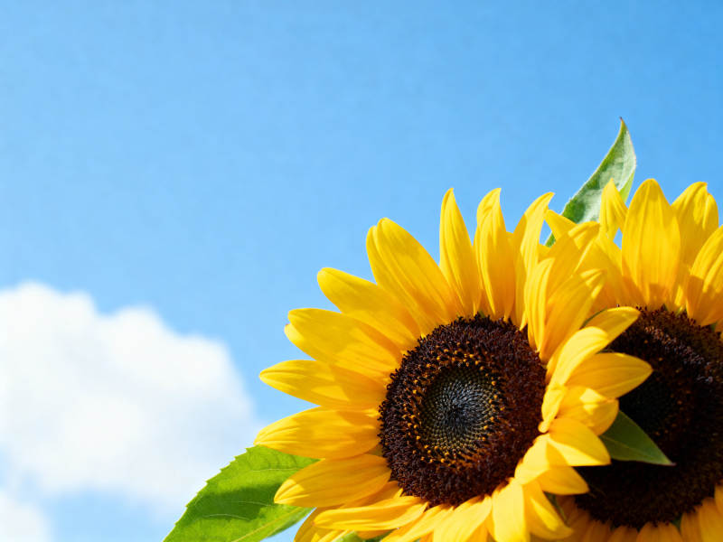 蓝天下的向日葵图片