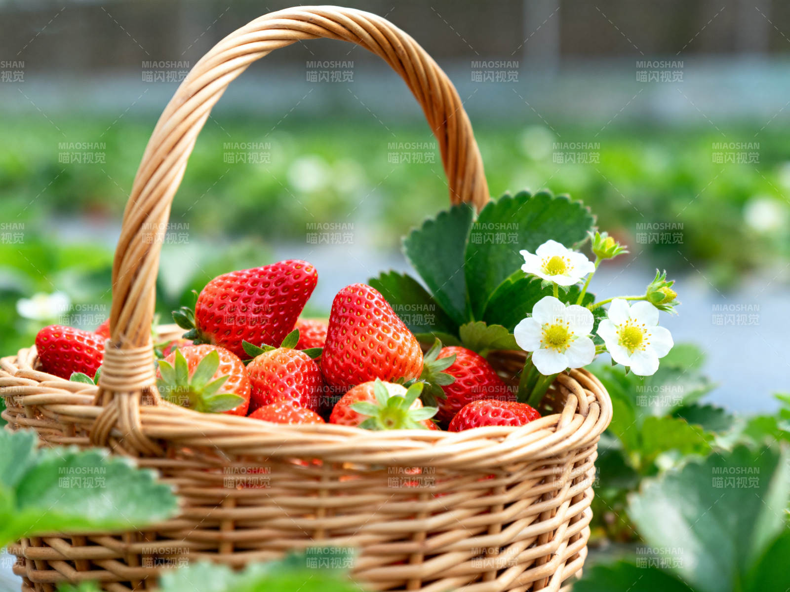 新鲜草莓装满篮子图片
