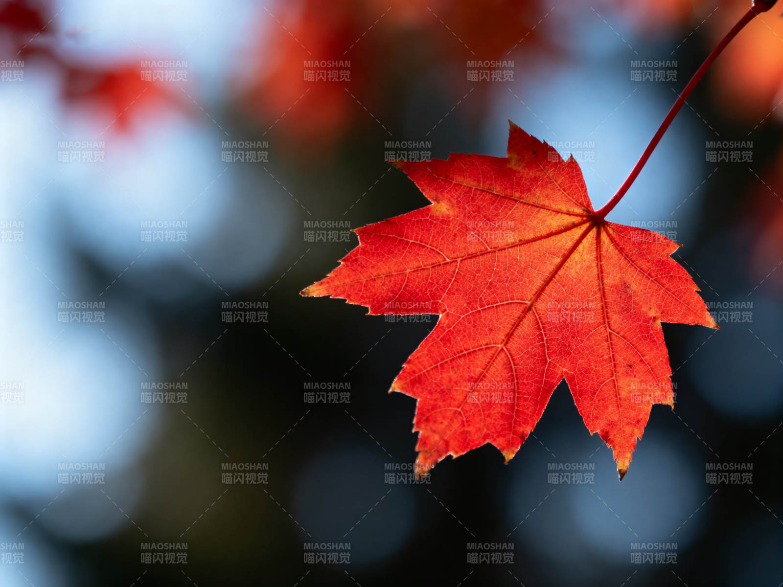 秋日红枫叶特写图片