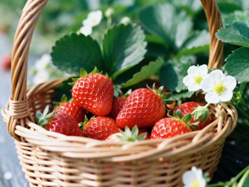 新鲜草莓篮子静物图片