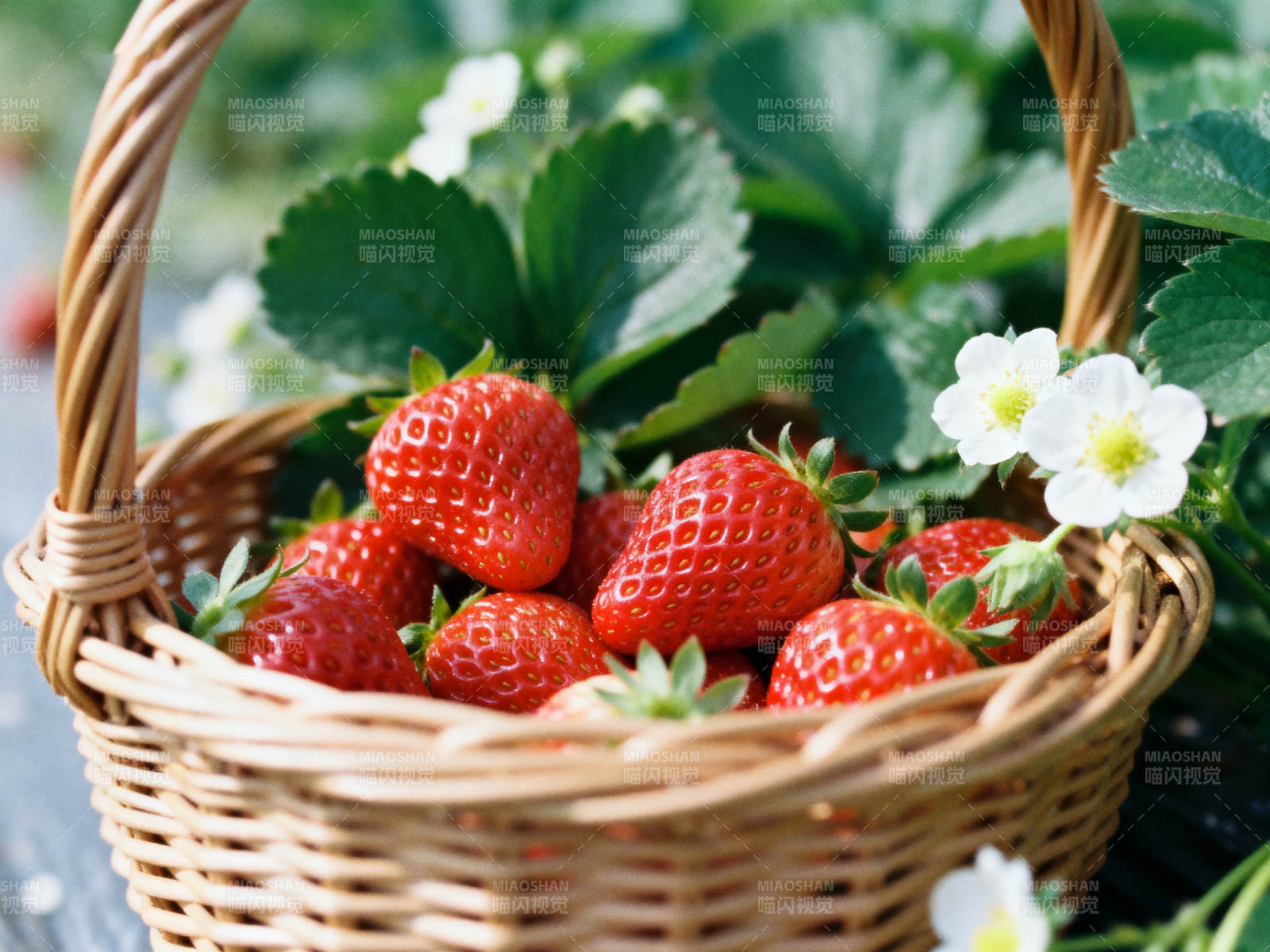 新鲜草莓篮子静物图片