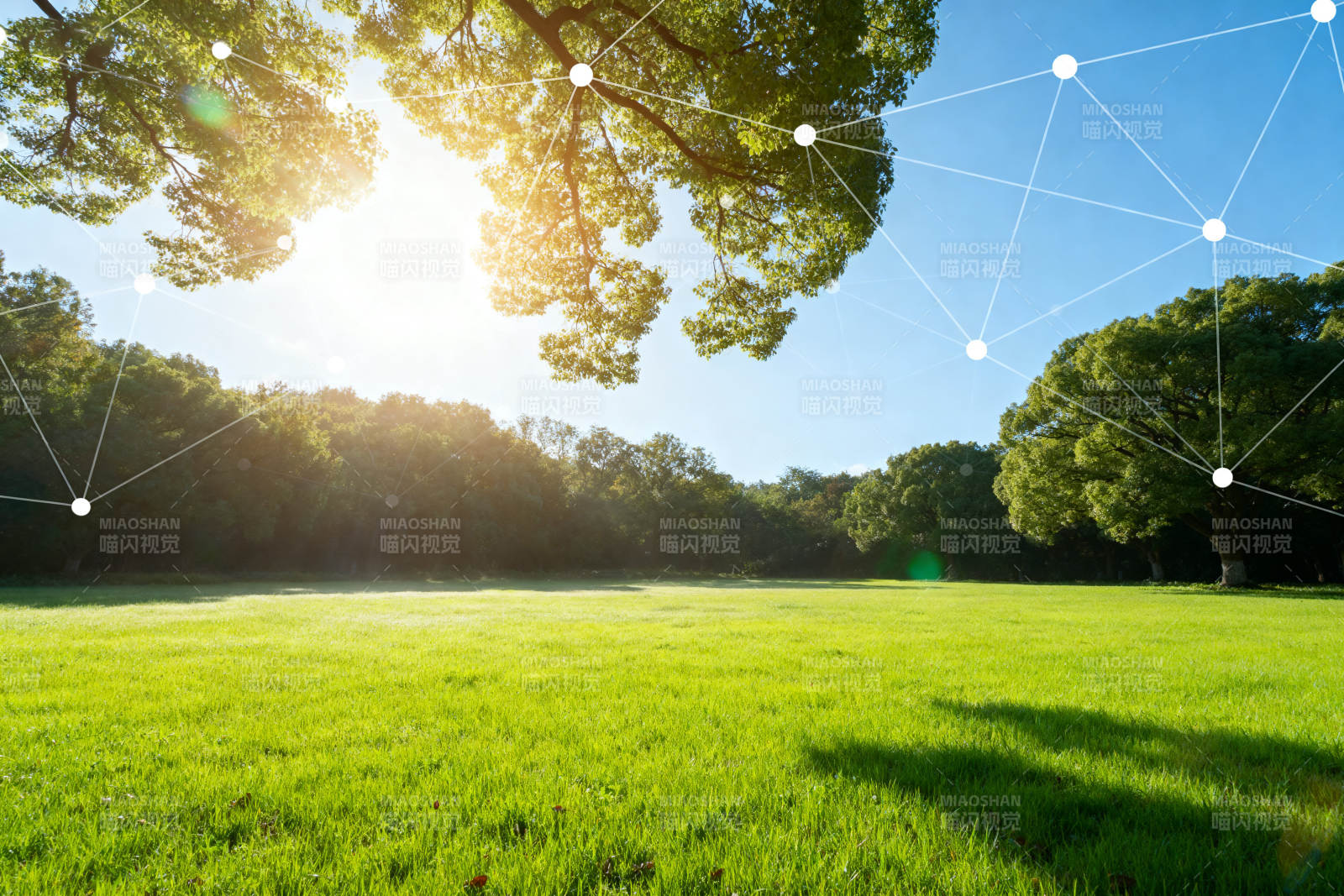 阳光草地绿树自然风景图片